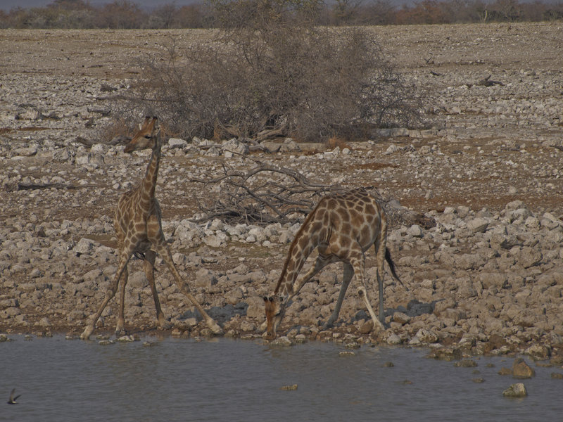 Okaukuejo, Giraffe